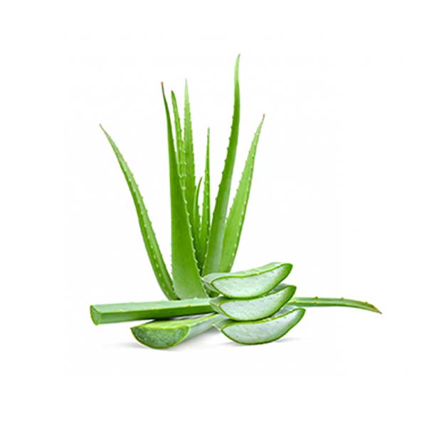 Aloe Vera 2Pic (1Kg)