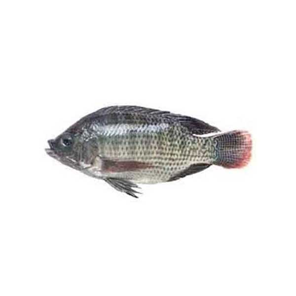 Cleaned Tilapia-1pic (400-600g)