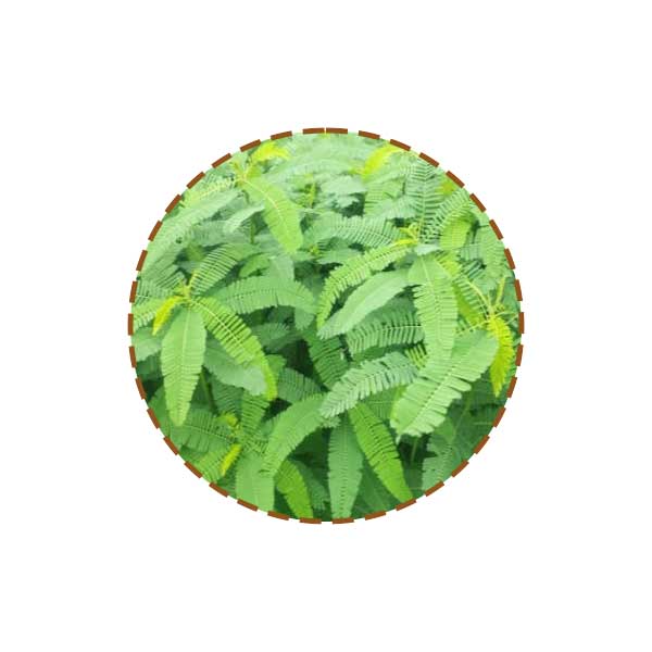 Dhaincha Leaves ( 100g )
