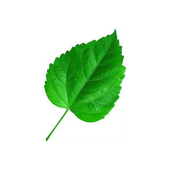 Fresh hibiscus leaves (100g)