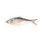 Hilsha Fish - Jannathalalfood