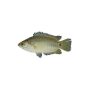 Koi Fish (800g) Jb
