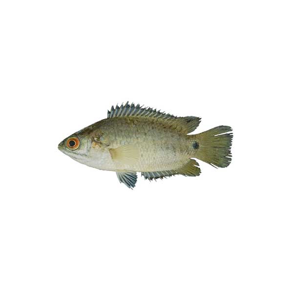 Koi Fish (800g) Jb