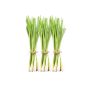 Lemon Grass (500g) Frozen