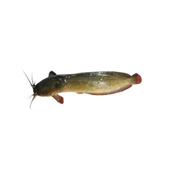 Magur Whole Fish (1kg)