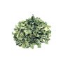 Meant  Leaf (20g)