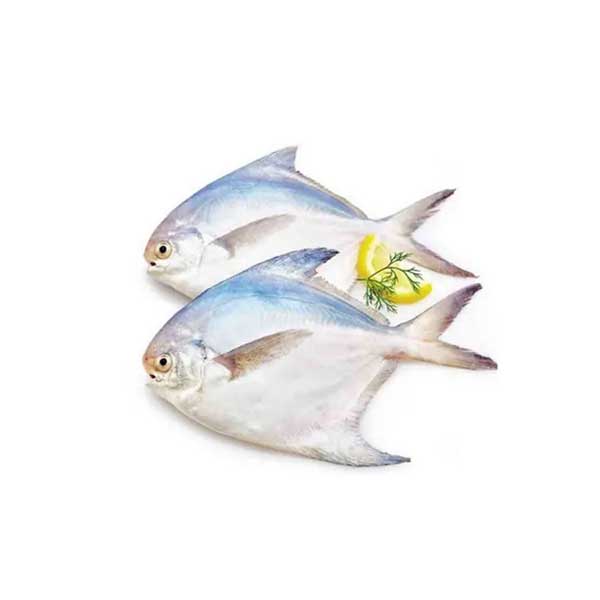 Rupchanda Fish (800gm)