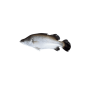 Koral Fish Block (500g)