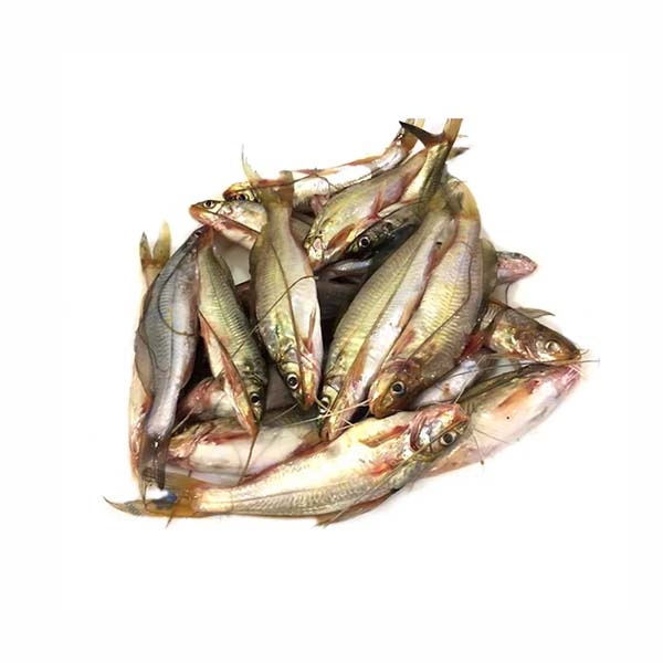 Tengra Fish 500g Vishal